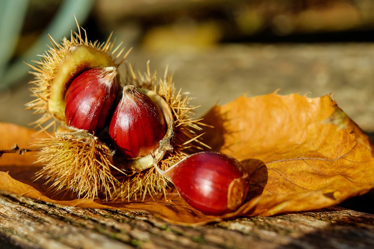 CASTAGNATA A ZOCCA SULL’APPENNINO MODENESE